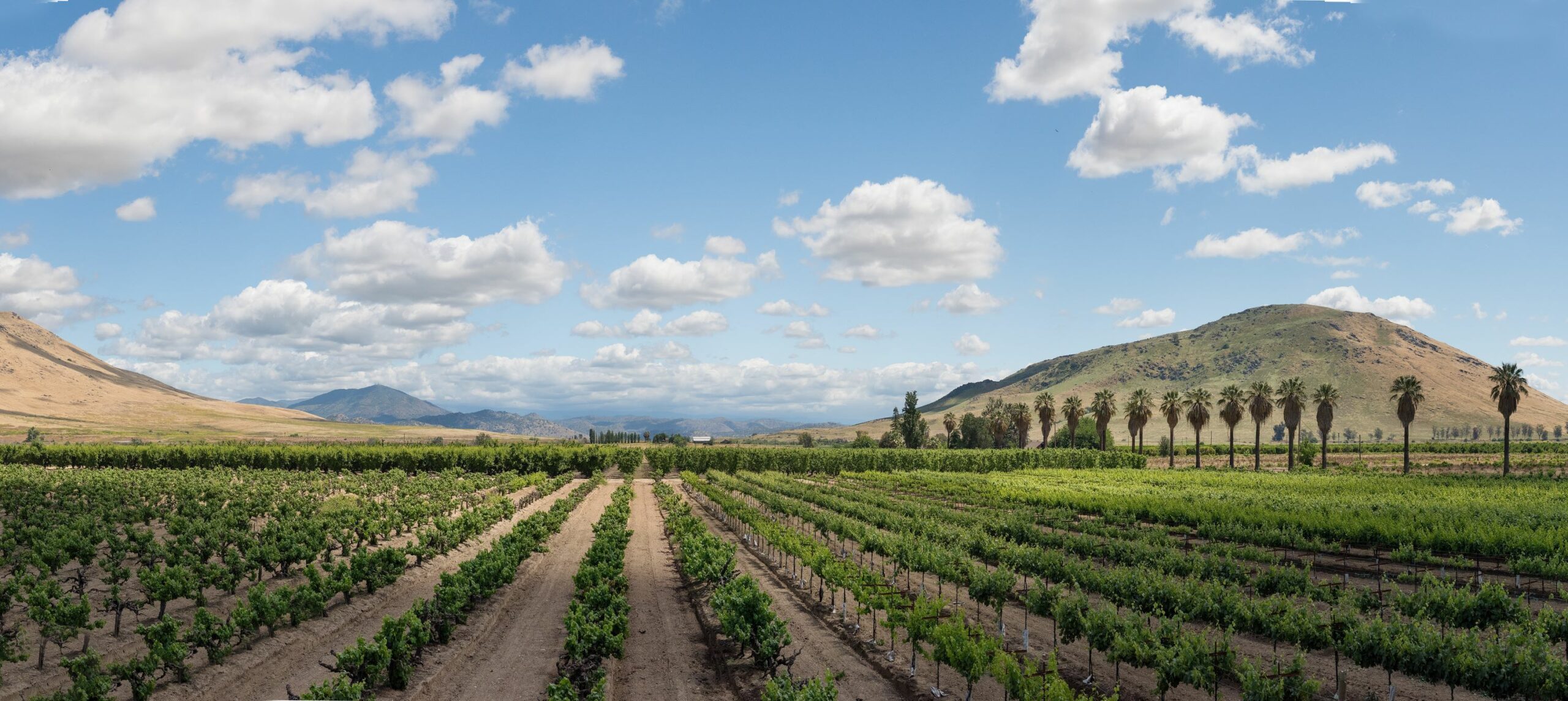rows of small trees with hills in background blue sky and clouds